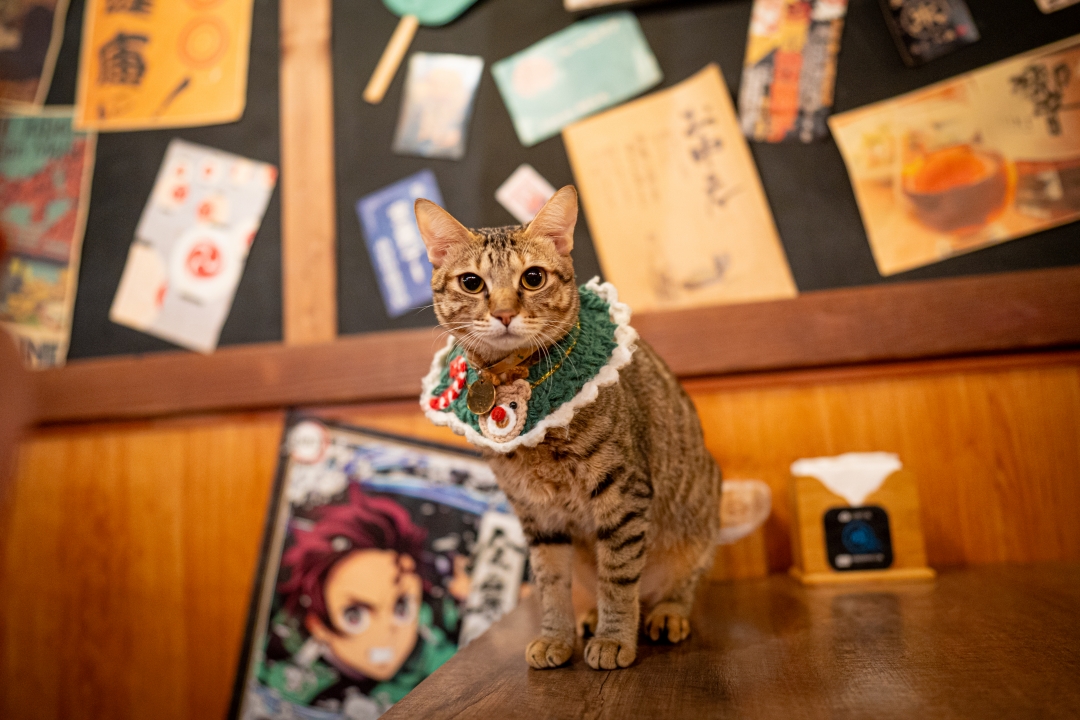 【板橋美食】炭吉郎炭火居酒屋～板橋板新捷運站超高人氣居酒屋，聚餐首選！