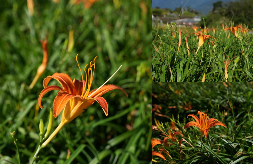 【花蓮富里金針花】2025花蓮富里六十石山金針花季來囉～在地金針花風味餐、竹炭包手作DIY體驗、忘憂亭小瑞士、田媽媽