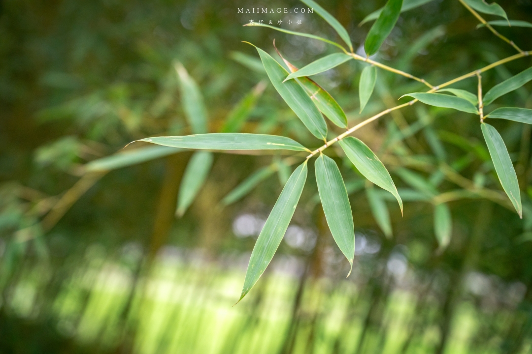 【花蓮富里景點】羅山竹林步道散策，里山竹炭包DIY體驗、羅山泥火山、羅山大魚池、羅山瀑布。