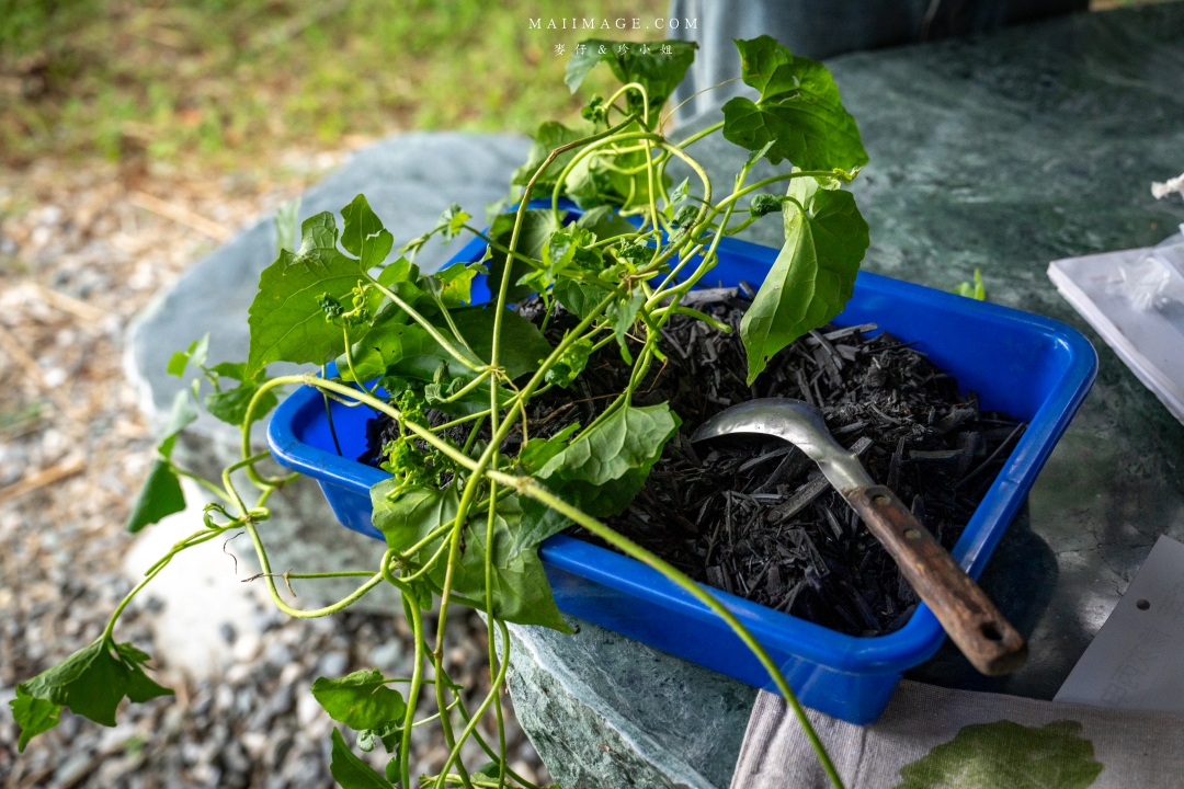 【花蓮富里景點】羅山竹林步道散策，里山竹炭包DIY體驗、羅山泥火山、羅山大魚池、羅山瀑布。