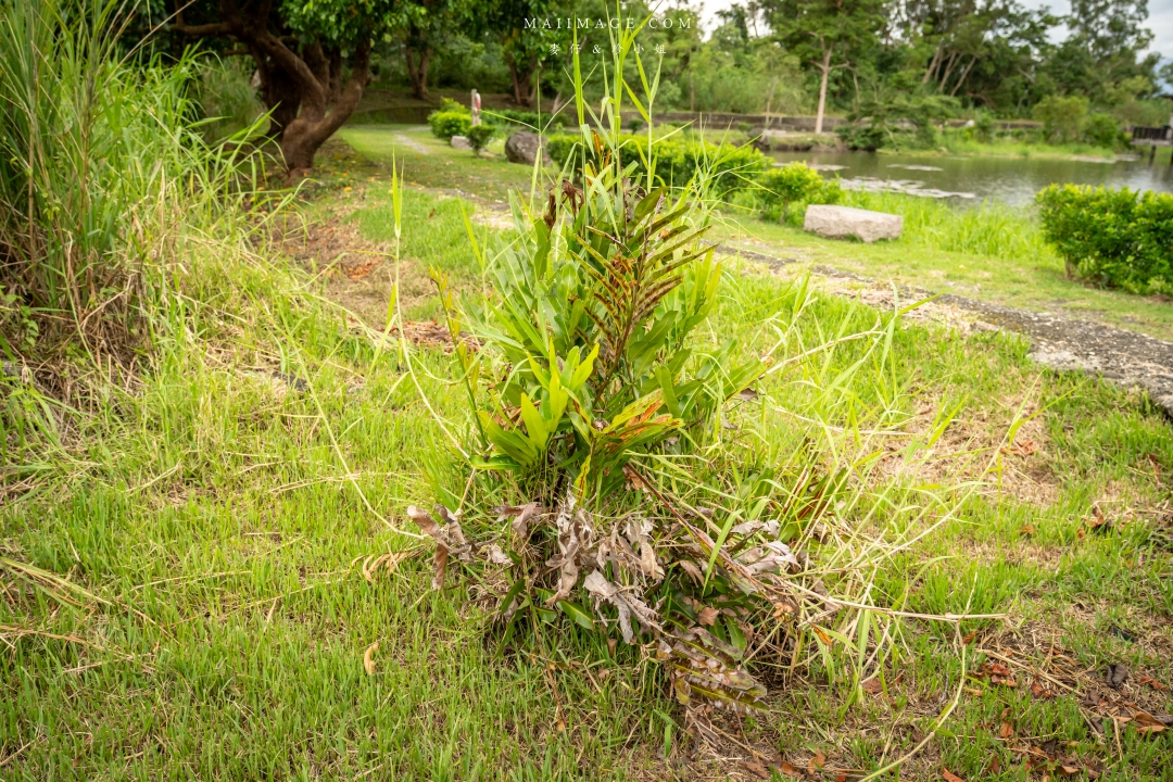 【花蓮富里景點】羅山竹林步道散策，里山竹炭包DIY體驗、羅山泥火山、羅山大魚池、羅山瀑布。