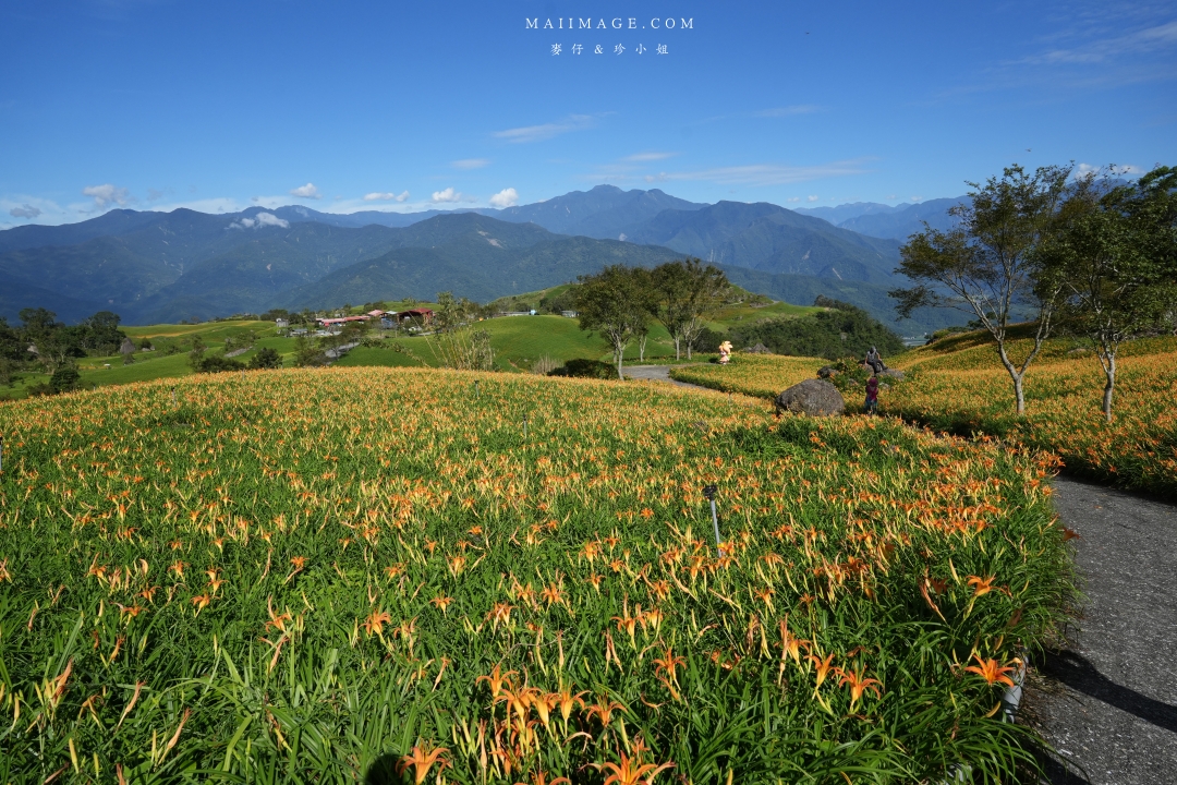 【花蓮富里金針花】2025花蓮富里六十石山金針花季來囉～在地金針花風味餐、竹炭包手作DIY體驗、忘憂亭小瑞士、田媽媽