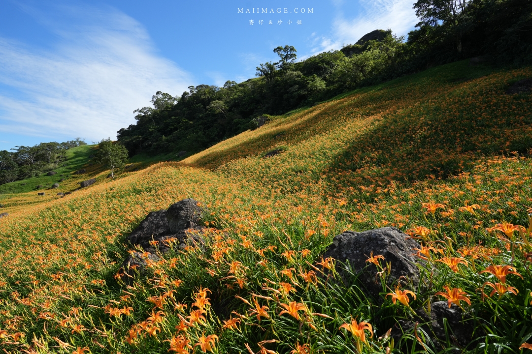 【花蓮富里金針花】2025花蓮富里六十石山金針花季來囉～在地金針花風味餐、竹炭包手作DIY體驗、忘憂亭小瑞士、田媽媽