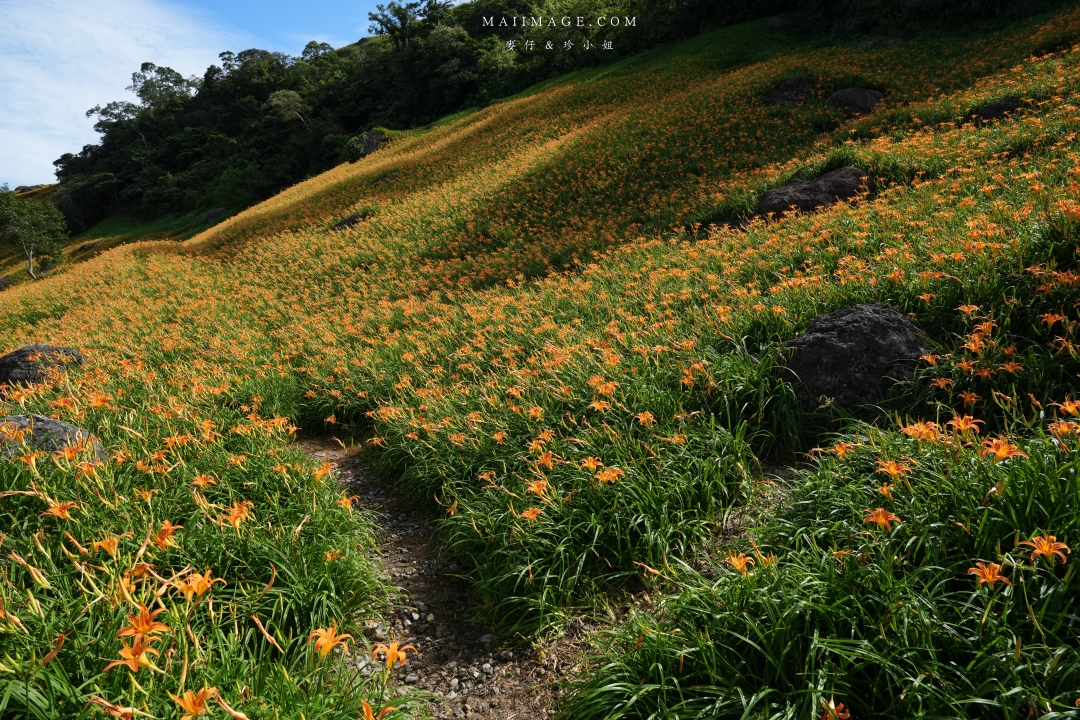 【花蓮富里金針花】2025花蓮富里六十石山金針花季來囉～在地金針花風味餐、竹炭包手作DIY體驗、忘憂亭小瑞士、田媽媽