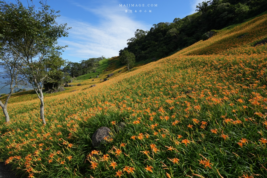 【花蓮富里金針花】2025花蓮富里六十石山金針花季來囉～在地金針花風味餐、竹炭包手作DIY體驗、忘憂亭小瑞士、田媽媽