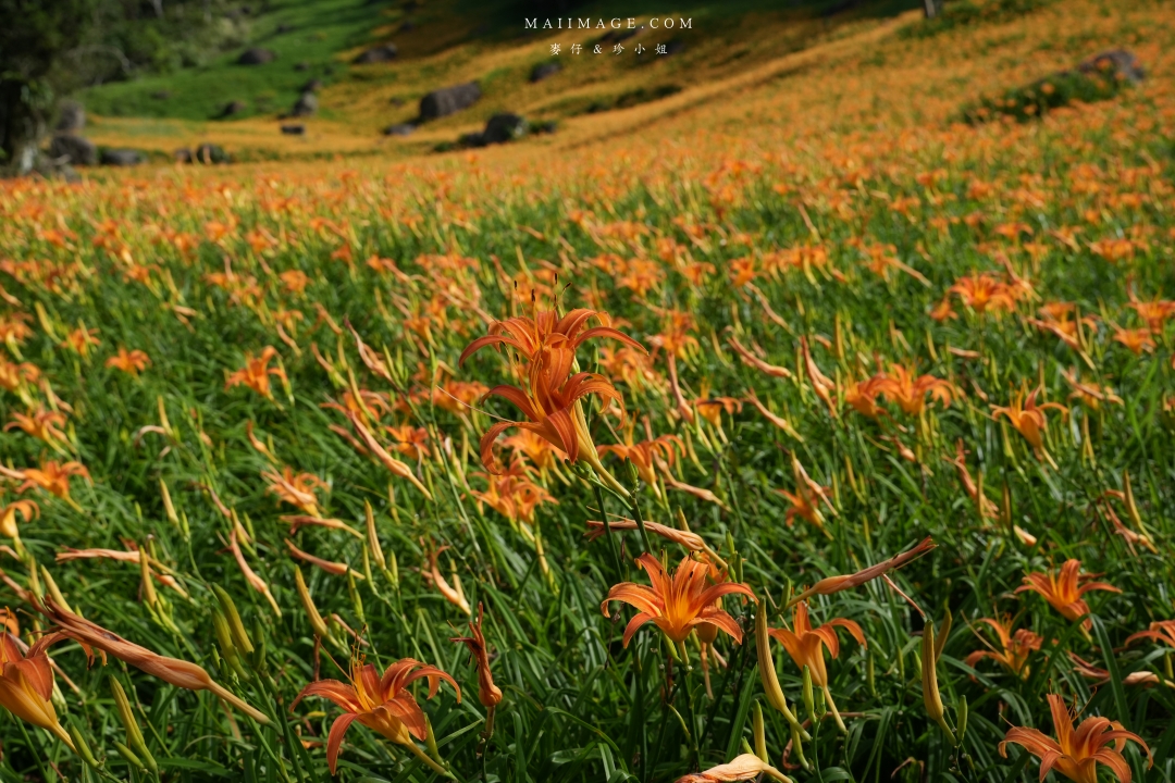 【花蓮富里金針花】2025花蓮富里六十石山金針花季來囉～在地金針花風味餐、竹炭包手作DIY體驗、忘憂亭小瑞士、田媽媽