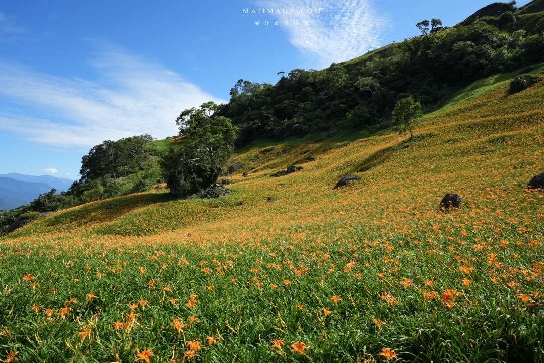 【花蓮富里金針花】2025花蓮富里六十石山金針花季來囉～在地金針花風味餐、竹炭包手作DIY體驗、忘憂亭小瑞士、田媽媽
