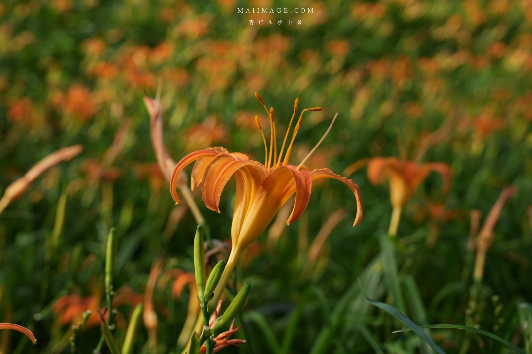 【花蓮富里金針花】2025花蓮富里六十石山金針花季來囉～在地金針花風味餐、竹炭包手作DIY體驗、忘憂亭小瑞士、田媽媽