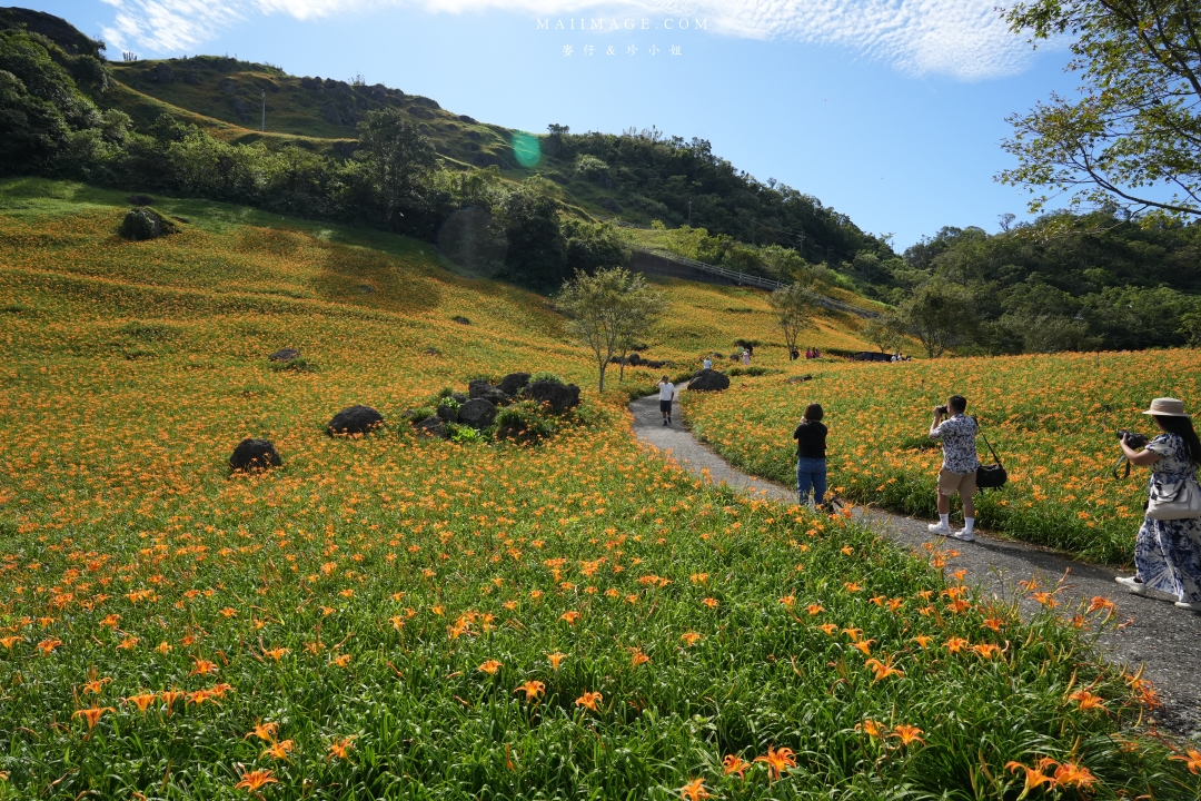 【花蓮富里金針花】2025花蓮富里六十石山金針花季來囉～在地金針花風味餐、竹炭包手作DIY體驗、忘憂亭小瑞士、田媽媽