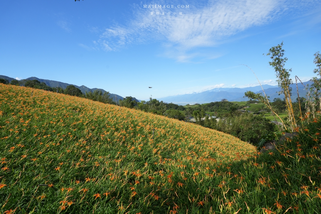 【花蓮富里金針花】2025花蓮富里六十石山金針花季來囉～在地金針花風味餐、竹炭包手作DIY體驗、忘憂亭小瑞士、田媽媽