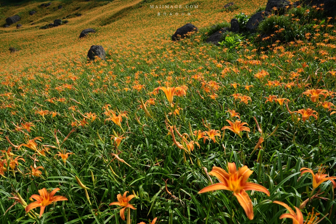 【花蓮富里金針花】2025花蓮富里六十石山金針花季來囉～在地金針花風味餐、竹炭包手作DIY體驗、忘憂亭小瑞士、田媽媽