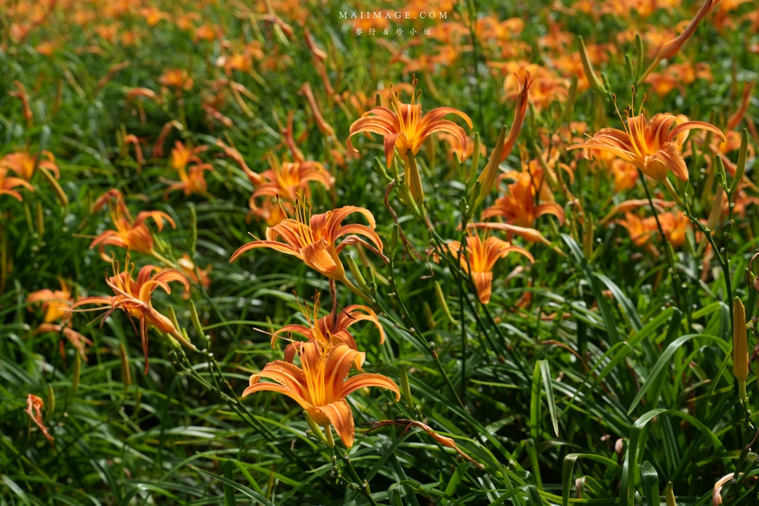【花蓮富里金針花】2025花蓮富里六十石山金針花季來囉～在地金針花風味餐、竹炭包手作DIY體驗、忘憂亭小瑞士、田媽媽