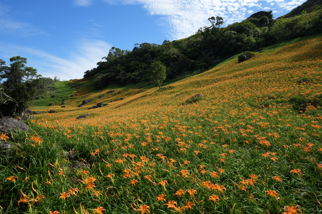 【花蓮富里金針花】2025花蓮富里六十石山金針花季來囉～在地金針花風味餐、竹炭包手作DIY體驗、忘憂亭小瑞士、田媽媽