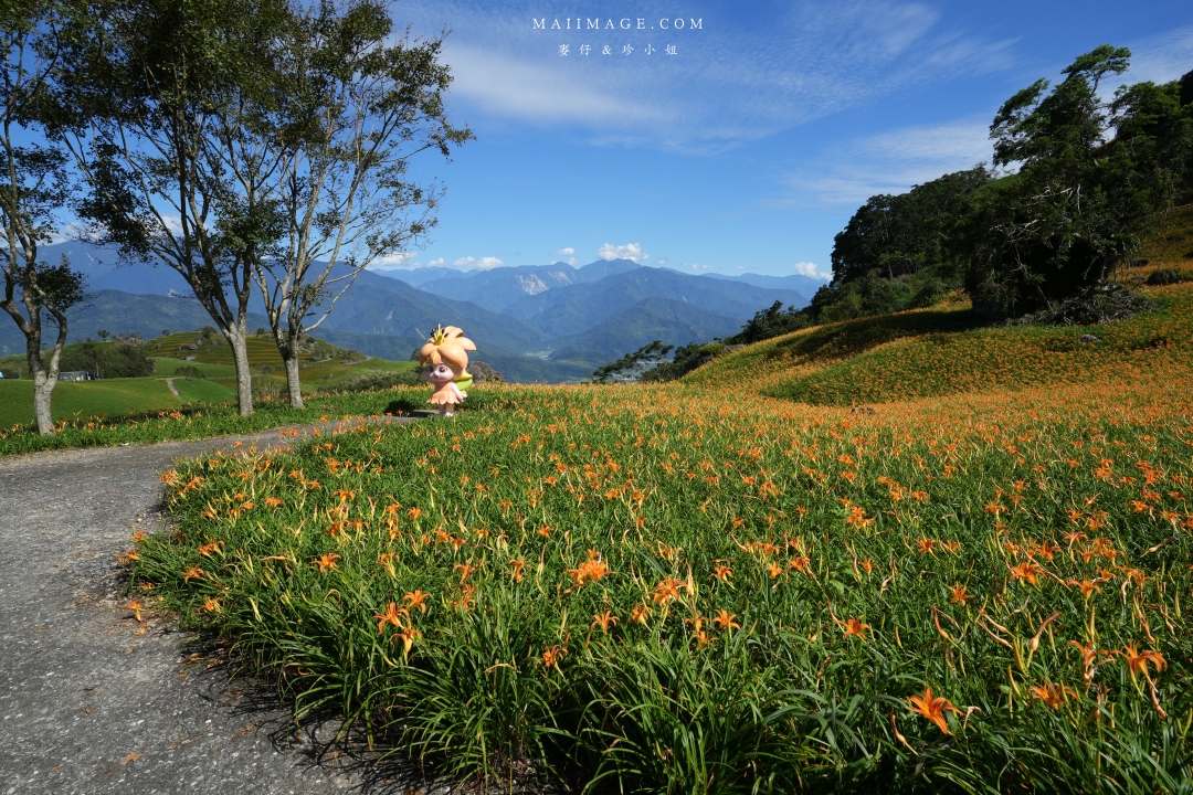【花蓮富里金針花】2025花蓮富里六十石山金針花季來囉～在地金針花風味餐、竹炭包手作DIY體驗、忘憂亭小瑞士、田媽媽