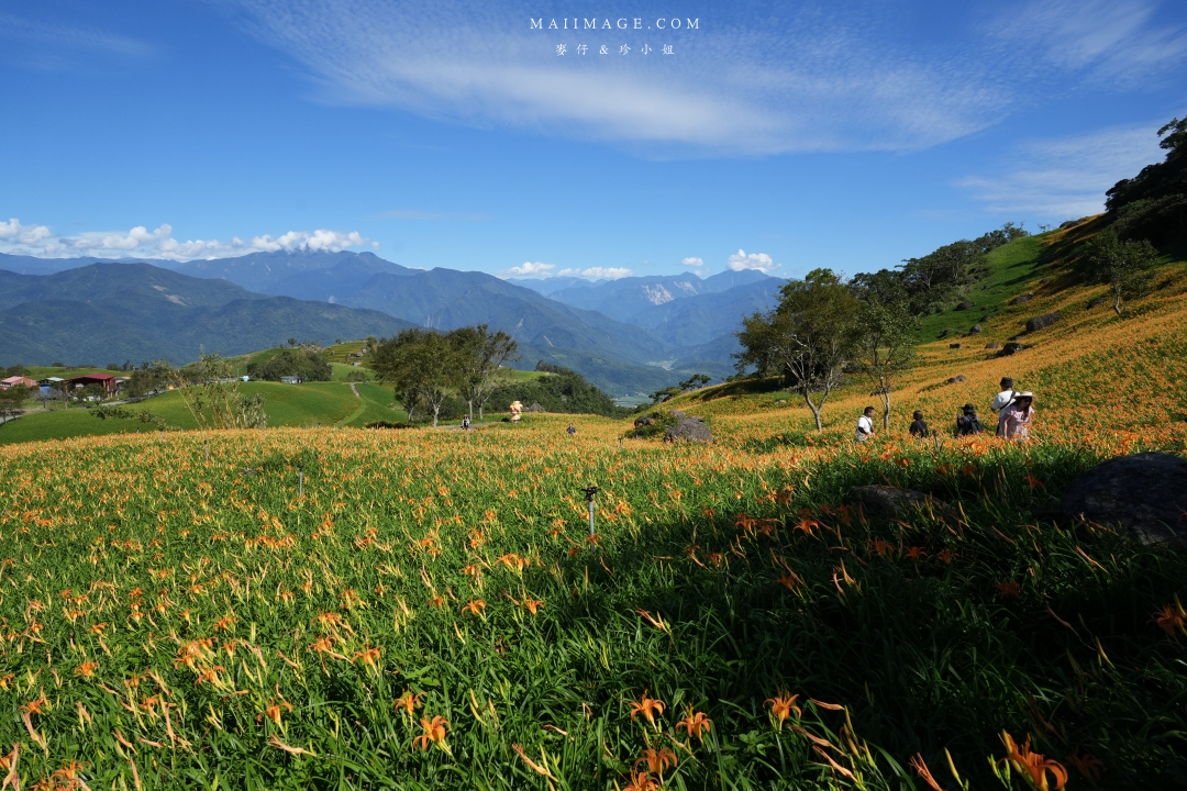 【花蓮富里金針花】2025花蓮富里六十石山金針花季來囉～在地金針花風味餐、竹炭包手作DIY體驗、忘憂亭小瑞士、田媽媽