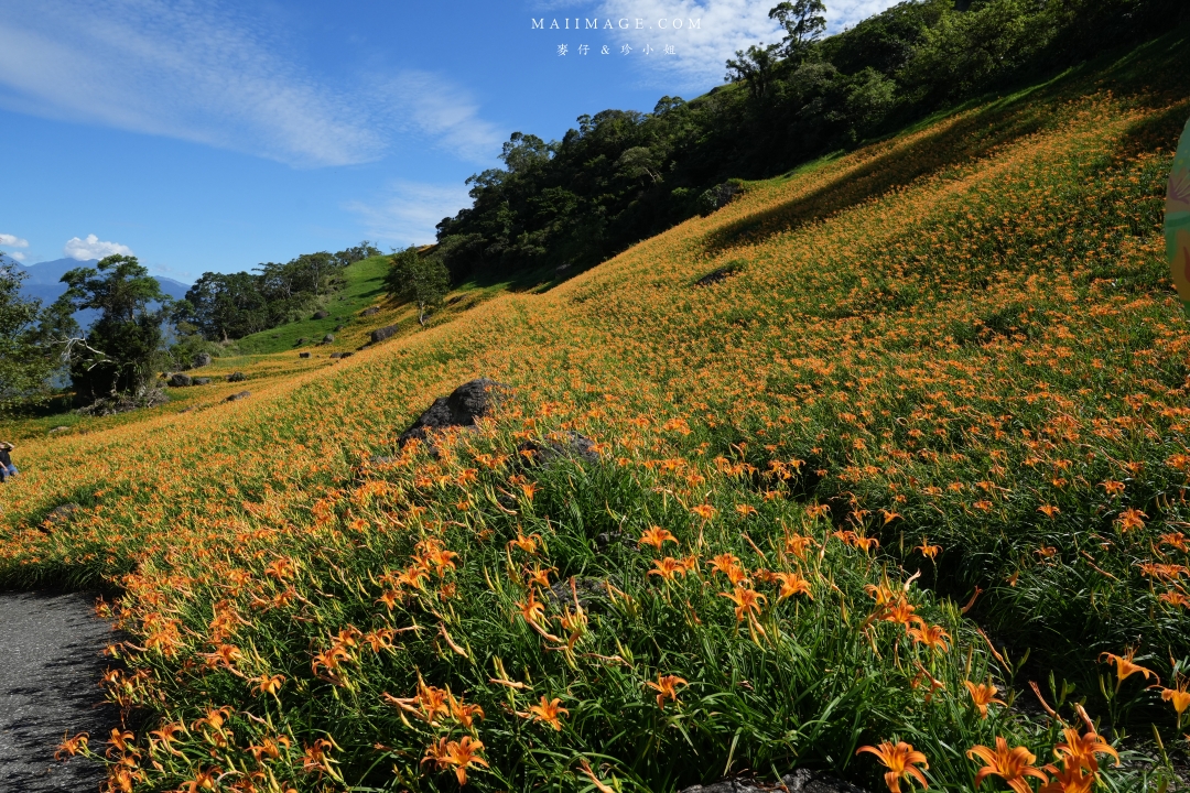 【花蓮富里金針花】2025花蓮富里六十石山金針花季來囉～在地金針花風味餐、竹炭包手作DIY體驗、忘憂亭小瑞士、田媽媽