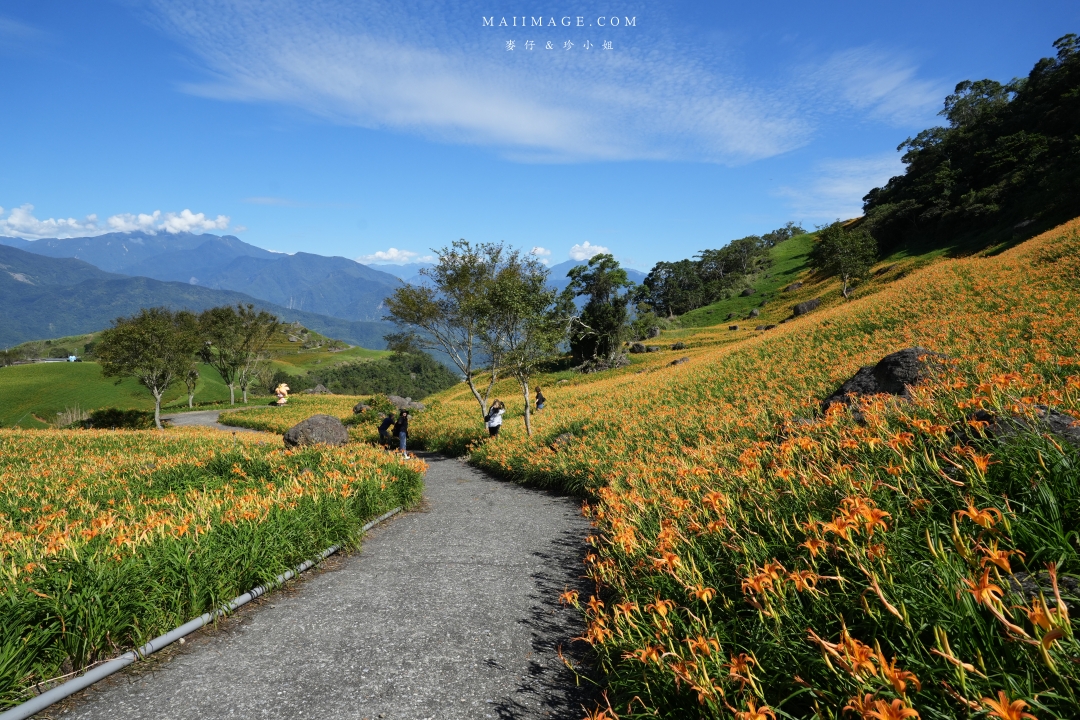【花蓮富里金針花】2025花蓮富里六十石山金針花季來囉～在地金針花風味餐、竹炭包手作DIY體驗、忘憂亭小瑞士、田媽媽