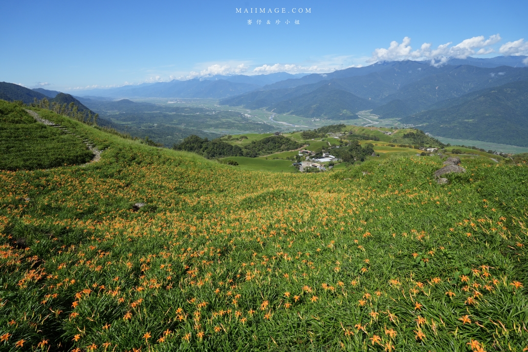 【花蓮富里金針花】2025花蓮富里六十石山金針花季來囉～在地金針花風味餐、竹炭包手作DIY體驗、忘憂亭小瑞士、田媽媽