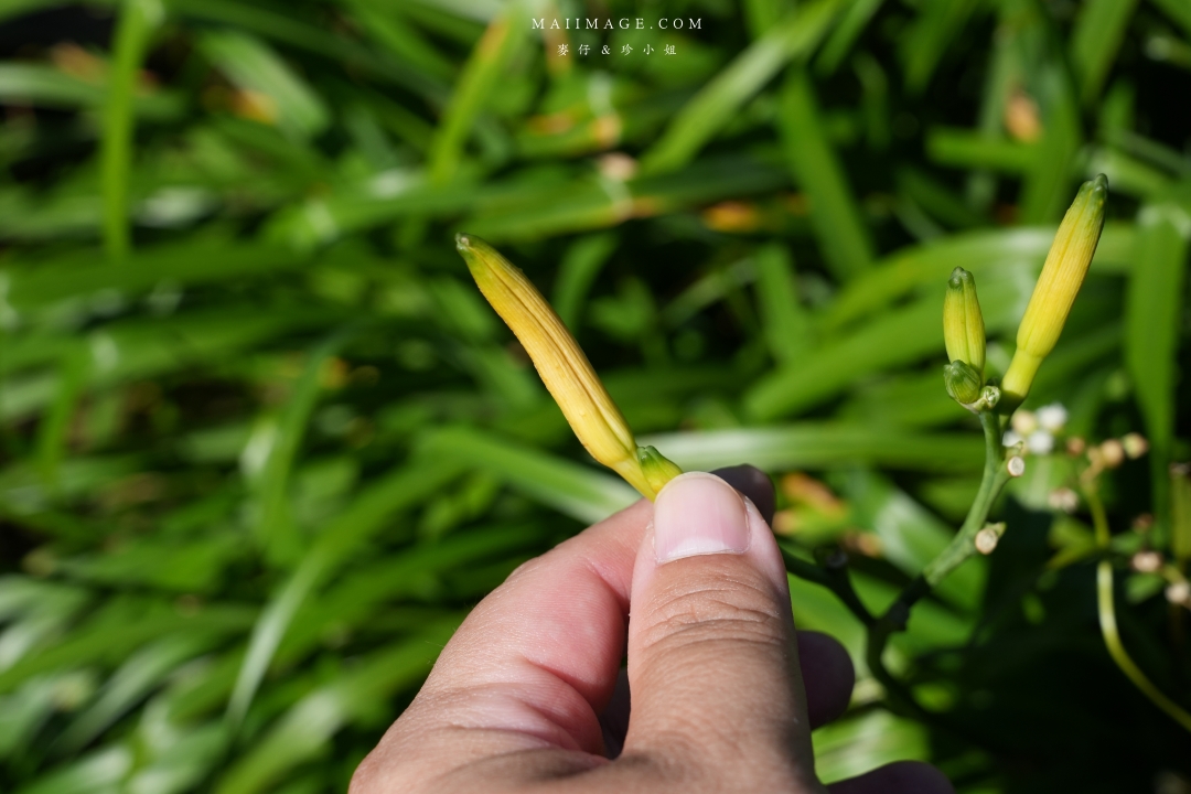 【花蓮富里金針花】2025花蓮富里六十石山金針花季來囉～在地金針花風味餐、竹炭包手作DIY體驗、忘憂亭小瑞士、田媽媽