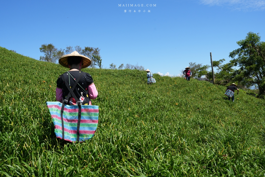 【花蓮富里金針花】2025花蓮富里六十石山金針花季來囉～在地金針花風味餐、竹炭包手作DIY體驗、忘憂亭小瑞士、田媽媽