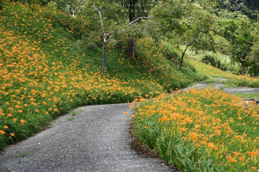 【花蓮富里金針花】2025花蓮富里六十石山金針花季來囉～在地金針花風味餐、竹炭包手作DIY體驗、忘憂亭小瑞士、田媽媽