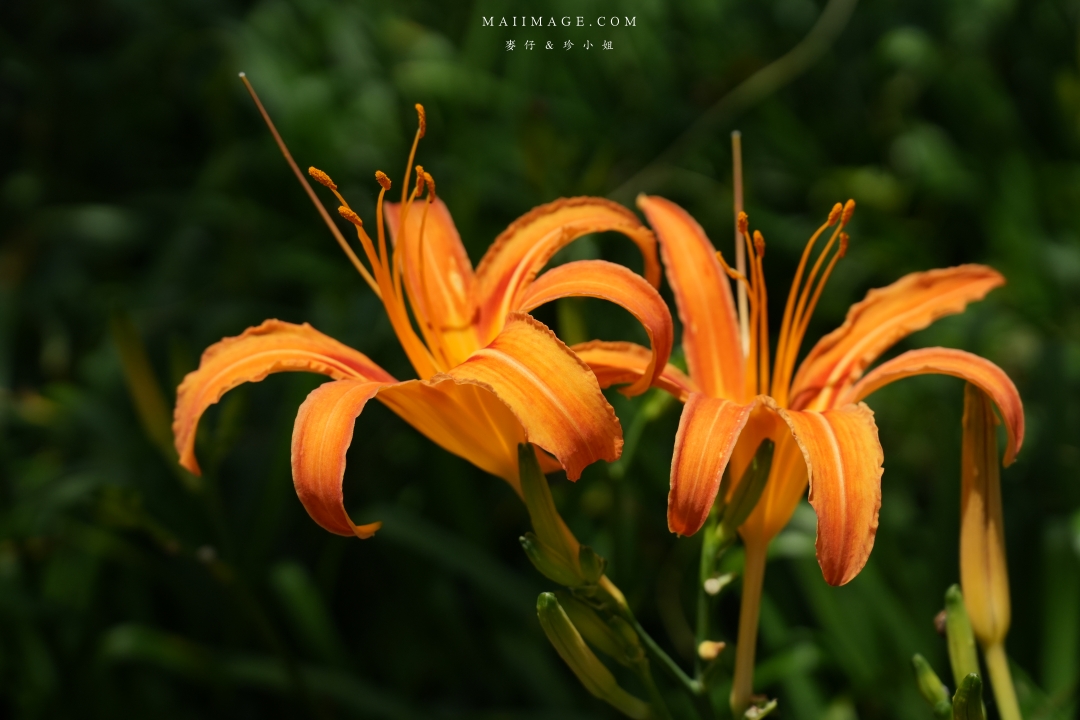 【花蓮富里金針花】2025花蓮富里六十石山金針花季來囉～在地金針花風味餐、竹炭包手作DIY體驗、忘憂亭小瑞士、田媽媽