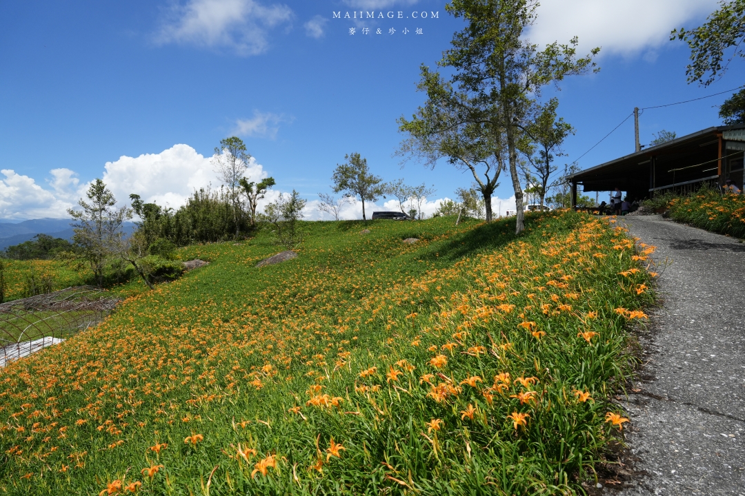 【花蓮富里金針花】2025花蓮富里六十石山金針花季來囉～在地金針花風味餐、竹炭包手作DIY體驗、忘憂亭小瑞士、田媽媽