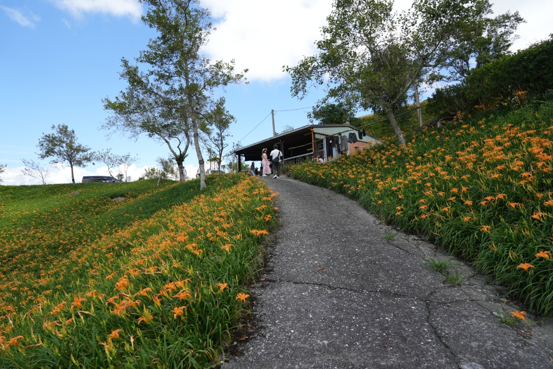 【花蓮富里金針花】2025花蓮富里六十石山金針花季來囉～在地金針花風味餐、竹炭包手作DIY體驗、忘憂亭小瑞士、田媽媽
