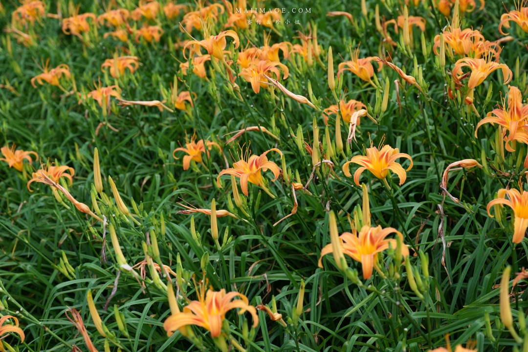 【花蓮富里金針花】2025花蓮富里六十石山金針花季來囉～在地金針花風味餐、竹炭包手作DIY體驗、忘憂亭小瑞士、田媽媽