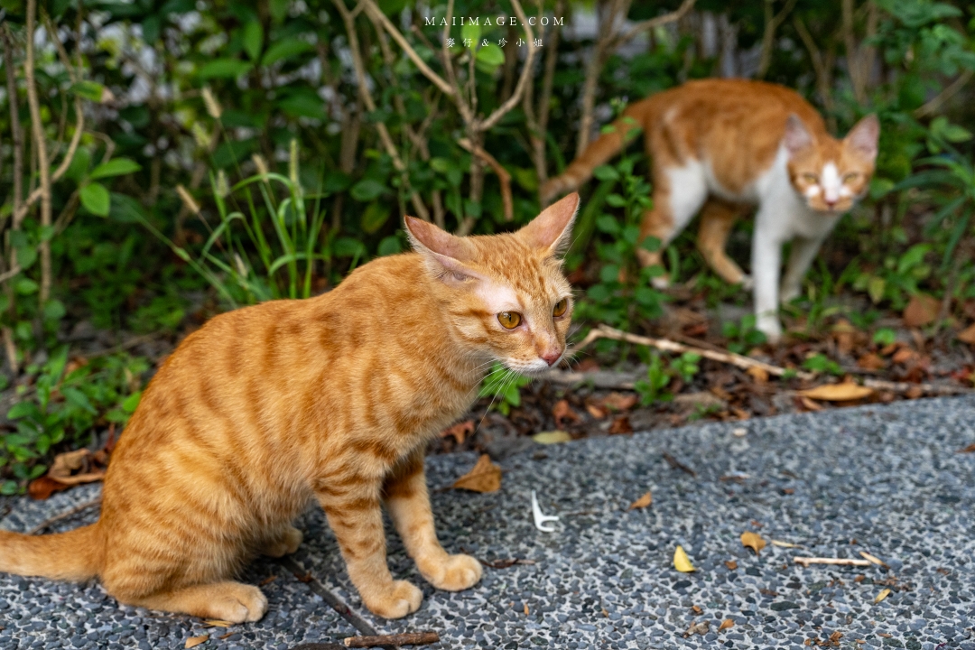 宜蘭礁溪溫泉散策～來礁溪不要只有泡湯，沿著礁溪轉運站旅遊服務中心來個不一樣的溫泉旅行，必去礁溪公園、足浴一條街，人人都是足浴特派員。