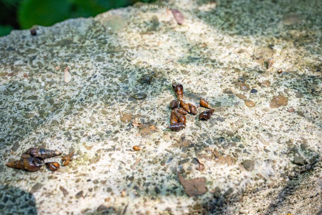 【新竹縣南埔散策】新竹南埔陳居百年水車～跟著水流尋找百年前的時光記憶。