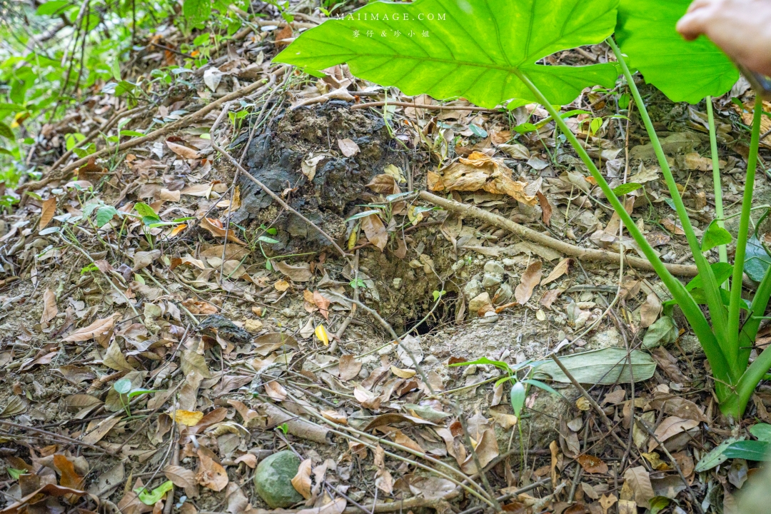 【新竹縣南埔散策】新竹南埔陳居百年水車～跟著水流尋找百年前的時光記憶。