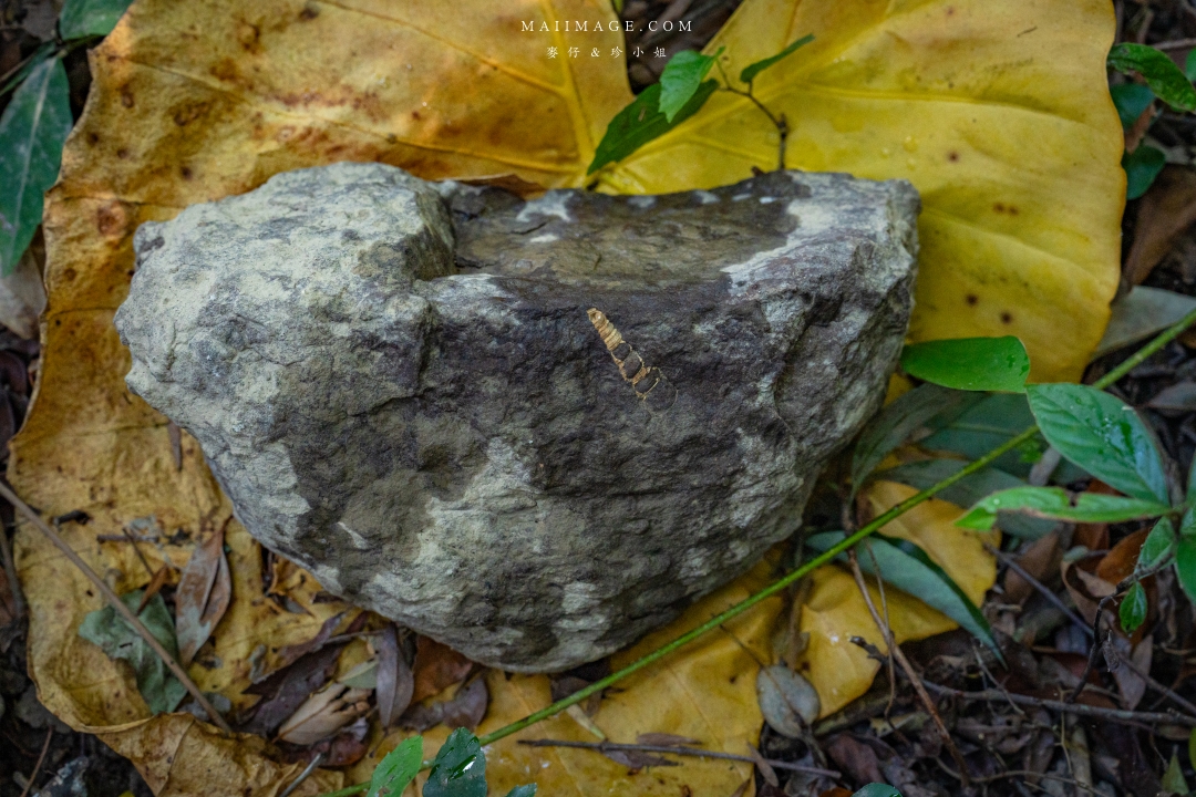 【新竹縣南埔散策】新竹南埔陳居百年水車～跟著水流尋找百年前的時光記憶。