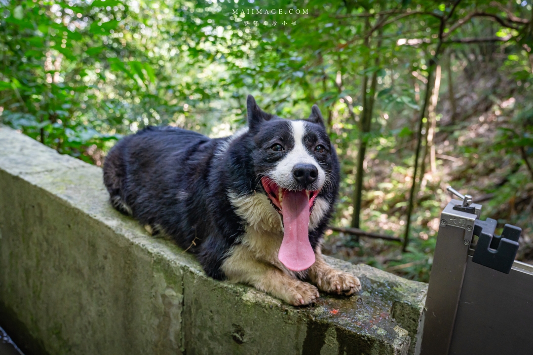 【新竹縣南埔散策】新竹南埔陳居百年水車～跟著水流尋找百年前的時光記憶。