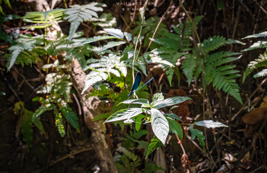 【新竹縣南埔散策】新竹南埔陳居百年水車～跟著水流尋找百年前的時光記憶。