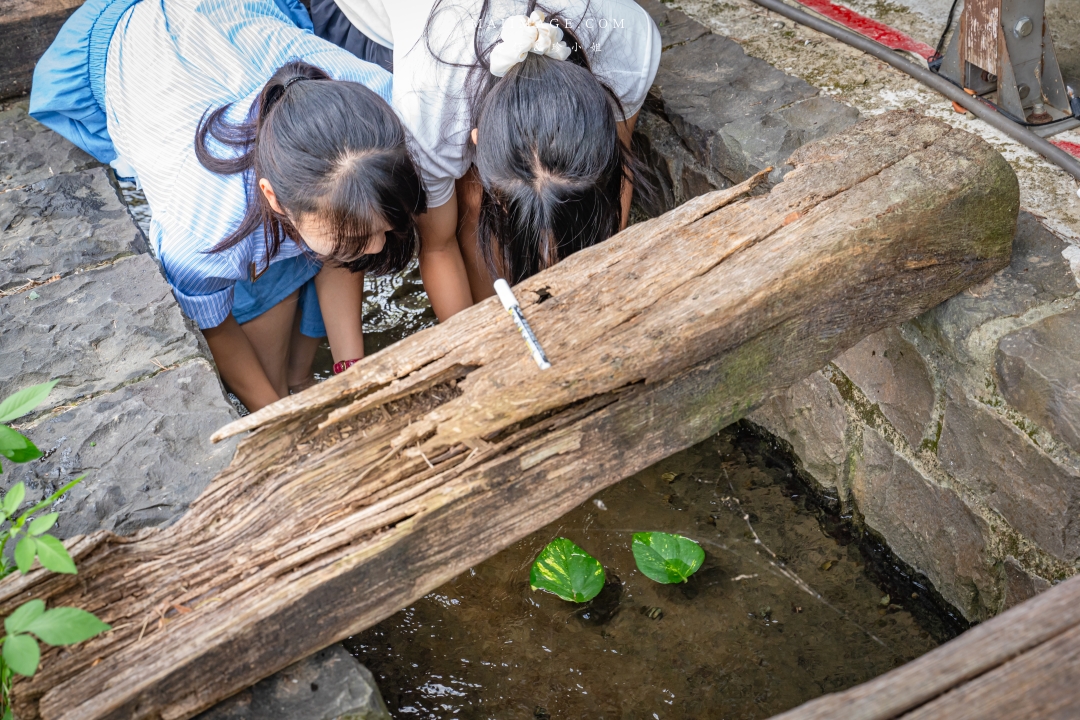 【新竹縣南埔散策】新竹南埔陳居百年水車～跟著水流尋找百年前的時光記憶。