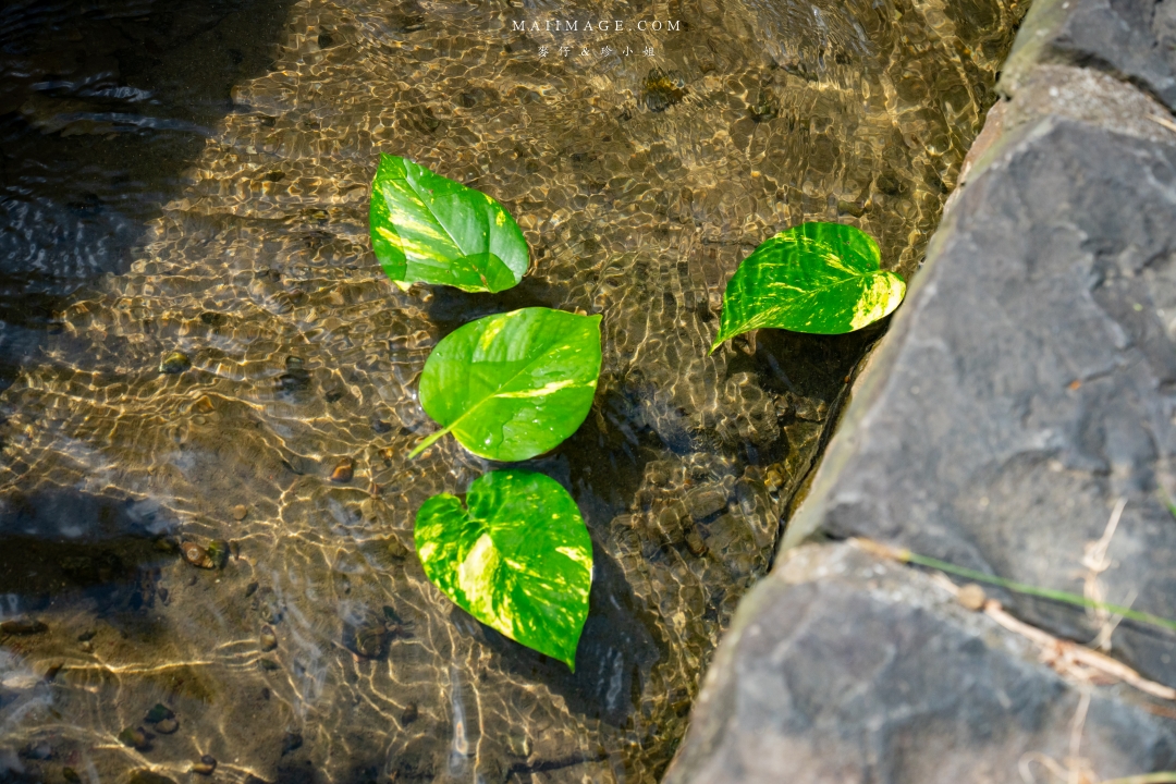 【新竹縣南埔散策】新竹南埔陳居百年水車～跟著水流尋找百年前的時光記憶。