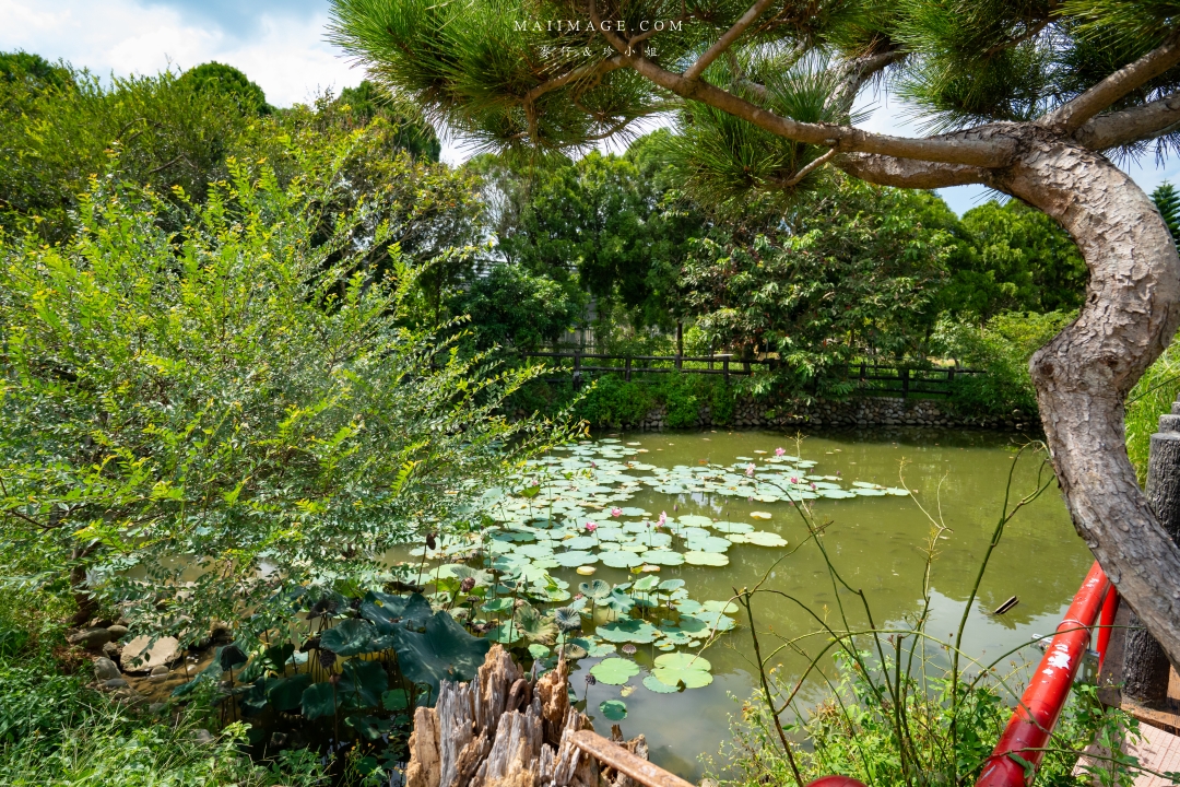 【新竹縣南埔散策】新竹南埔陳居百年水車～跟著水流尋找百年前的時光記憶。