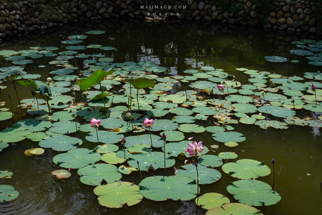 【新竹縣南埔散策】新竹南埔陳居百年水車～跟著水流尋找百年前的時光記憶。