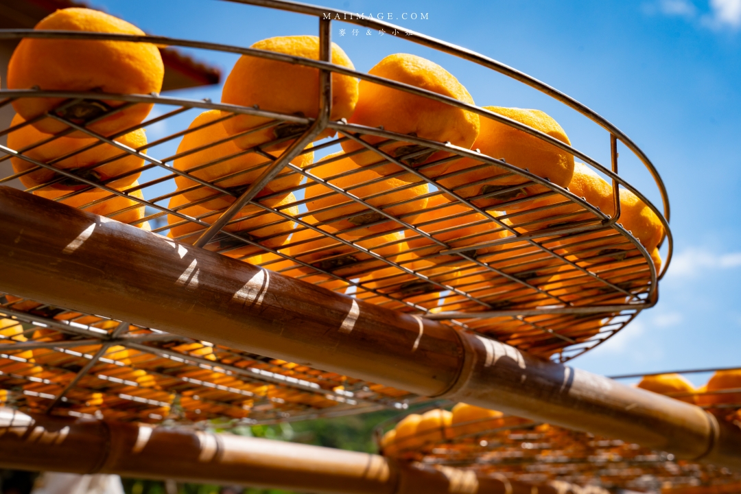 【新竹縣新埔散策】味衛佳柿餅觀光農場園區～10月限定金黃柿影滿山頭，秋日限定的甜蜜曬柿時光。