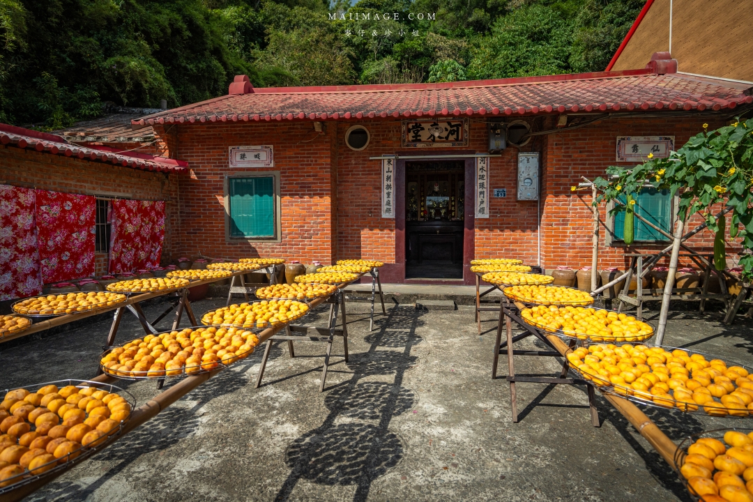 【新竹縣新埔散策】味衛佳柿餅觀光農場園區～10月限定金黃柿影滿山頭，秋日限定的甜蜜曬柿時光。