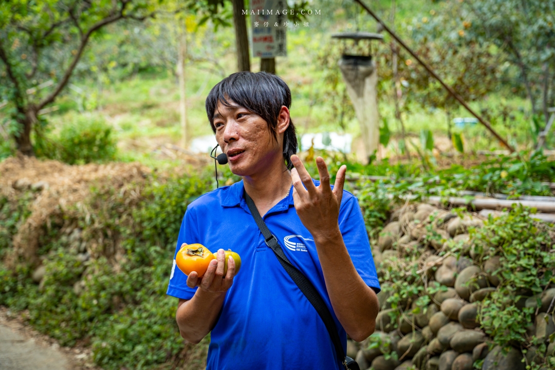 【新竹縣新埔散策】味衛佳柿餅觀光農場園區～10月限定金黃柿影滿山頭，秋日限定的甜蜜曬柿時光。