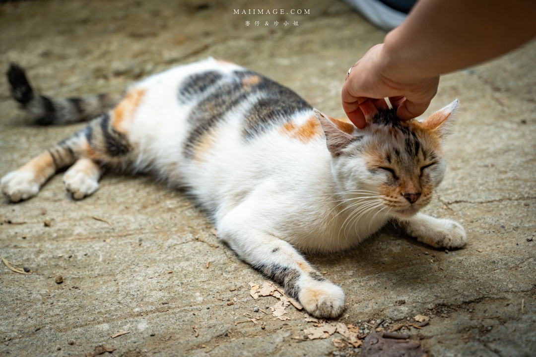 【新竹縣新埔散策】味衛佳柿餅觀光農場園區～10月限定金黃柿影滿山頭，秋日限定的甜蜜曬柿時光。