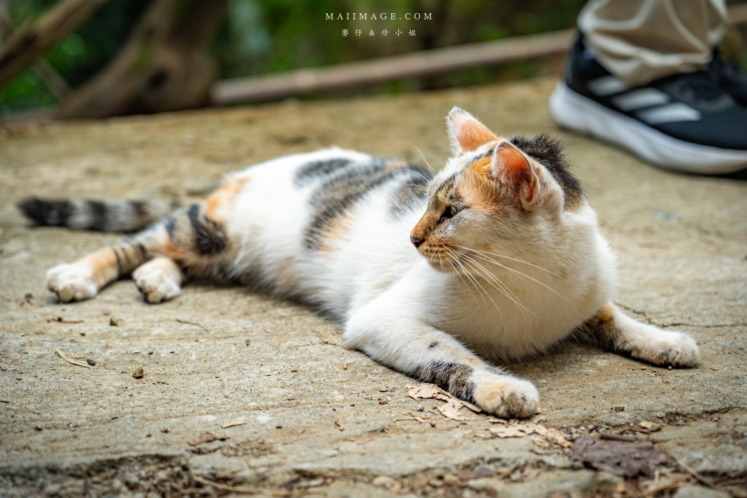 【新竹縣新埔散策】味衛佳柿餅觀光農場園區～10月限定金黃柿影滿山頭，秋日限定的甜蜜曬柿時光。