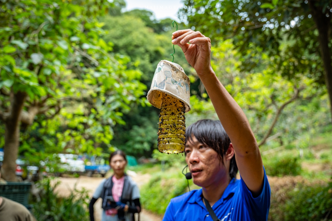 【新竹縣新埔散策】味衛佳柿餅觀光農場園區～10月限定金黃柿影滿山頭，秋日限定的甜蜜曬柿時光。