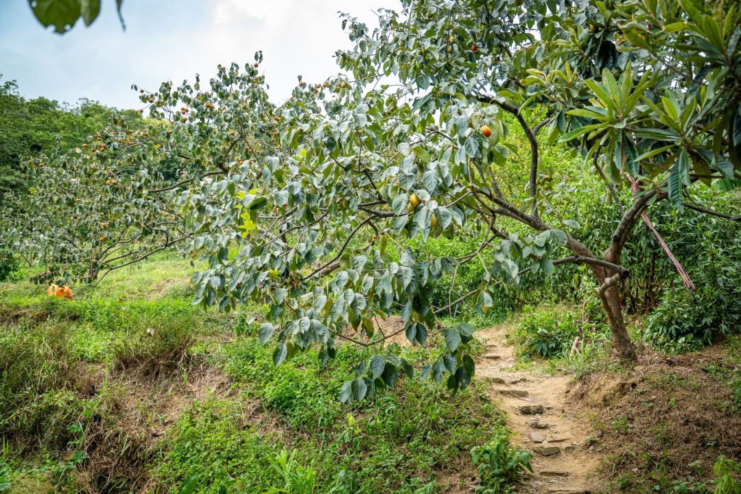 【新竹縣新埔散策】味衛佳柿餅觀光農場園區～10月限定金黃柿影滿山頭，秋日限定的甜蜜曬柿時光。