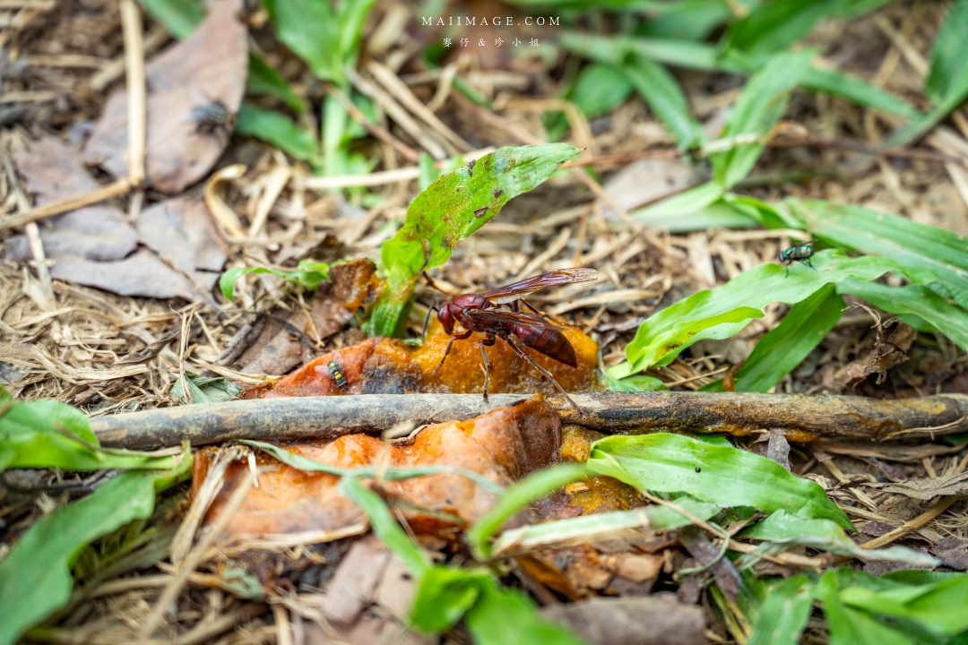 【新竹縣新埔散策】味衛佳柿餅觀光農場園區～10月限定金黃柿影滿山頭，秋日限定的甜蜜曬柿時光。