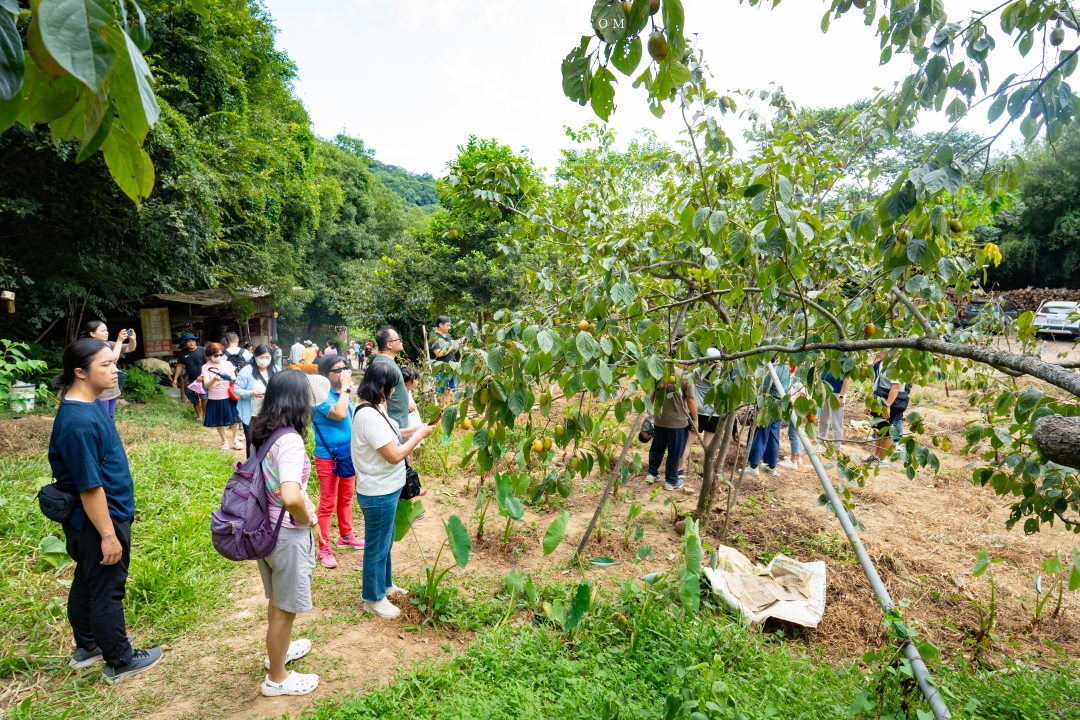 【新竹縣新埔散策】味衛佳柿餅觀光農場園區～10月限定金黃柿影滿山頭，秋日限定的甜蜜曬柿時光。