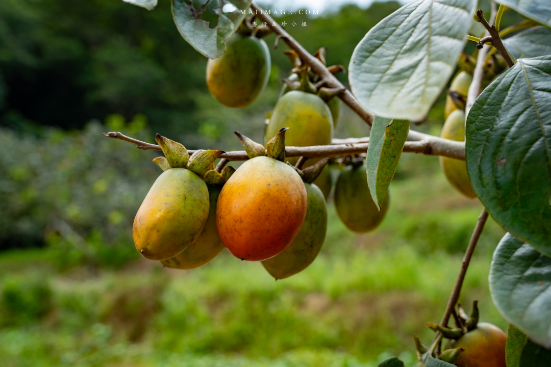 【新竹縣新埔散策】味衛佳柿餅觀光農場園區～10月限定金黃柿影滿山頭，秋日限定的甜蜜曬柿時光。