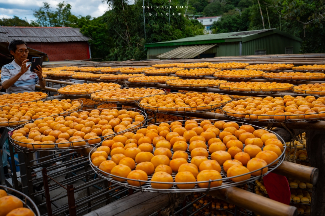 【新竹縣新埔散策】味衛佳柿餅觀光農場園區～10月限定金黃柿影滿山頭，秋日限定的甜蜜曬柿時光。